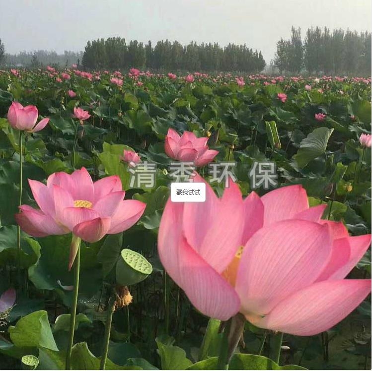 荷花苗種植各方面的要求有哪些？